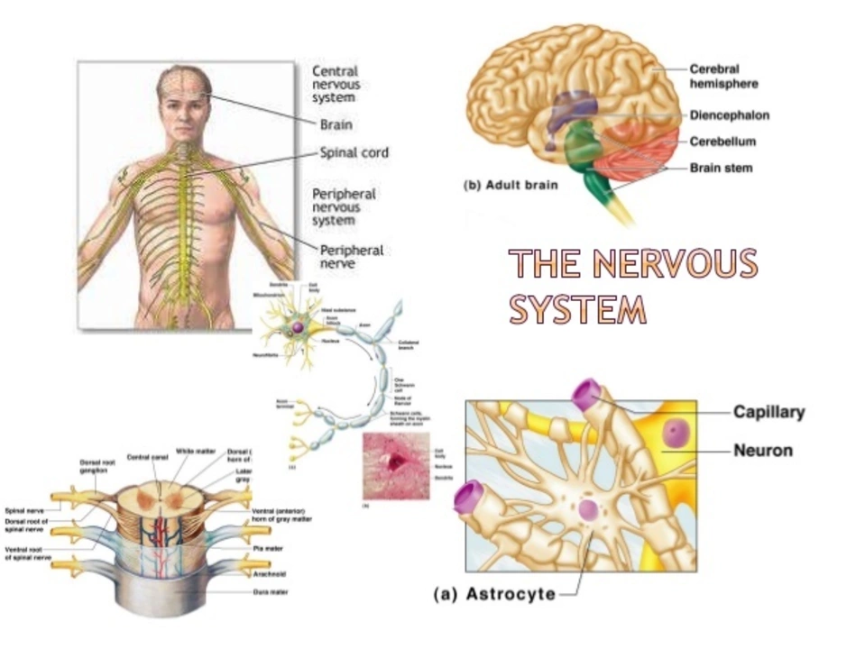 Fumarate and its potential role in maintaining a healthy nervous system