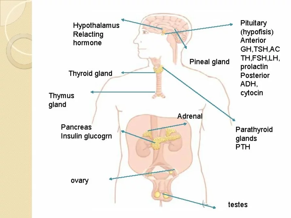 The Connection Between Central Cranial Diabetes Insipidus and Hormonal Imbalances